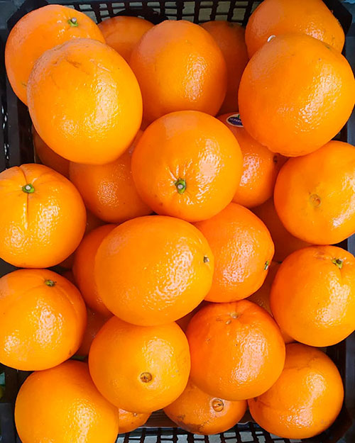 Buy oranges wholesale Maryborough