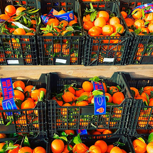 Buy oranges wholesale Tucson