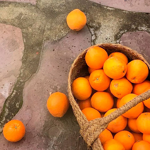 Buy oranges wholesale Nowra