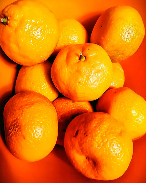 Buy oranges wholesale Casas-Adobes