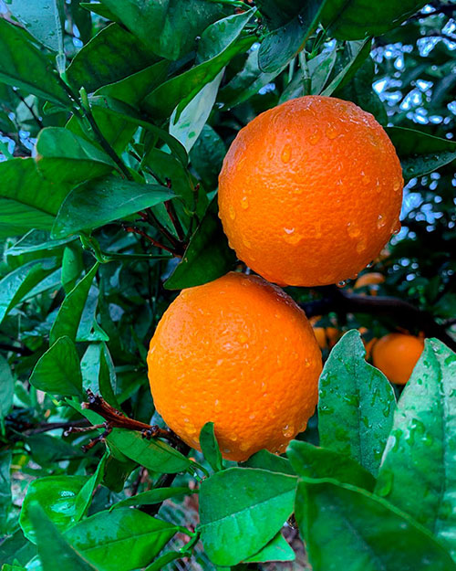 Buy oranges wholesale Warwick-Q