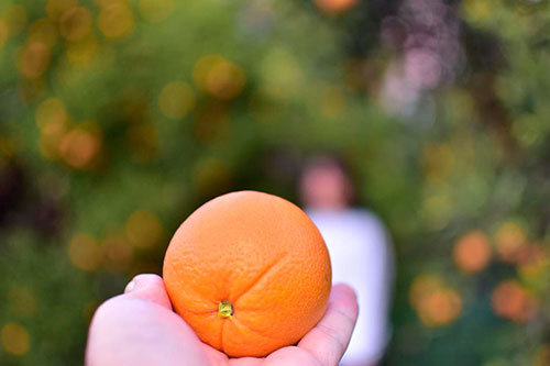 Buy oranges wholesale Hastings