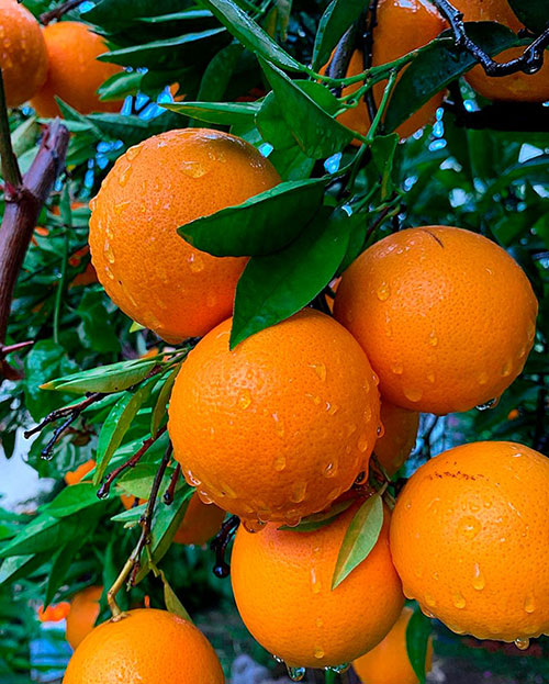 Buy oranges wholesale Bathurst