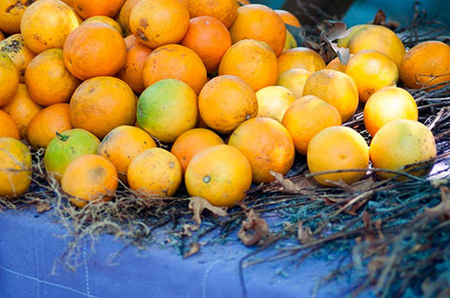 Buy oranges wholesale Gladstone