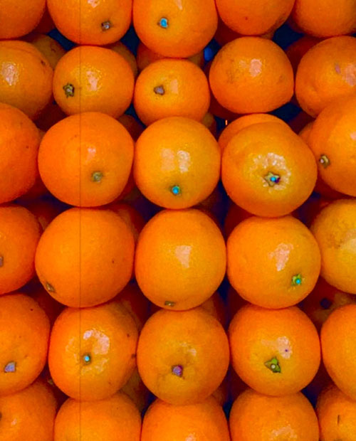 Buy oranges wholesale Bellevue-W