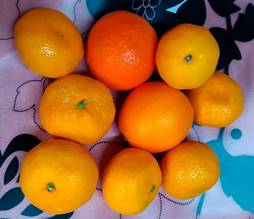 Buy oranges wholesale Muswellbrook