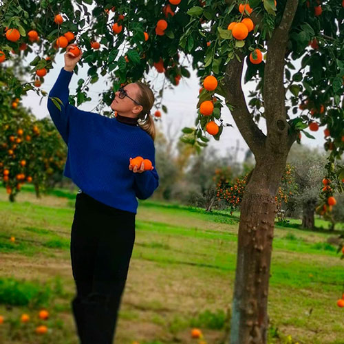 Buy oranges wholesale Mesa