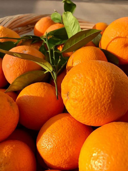 Buy oranges wholesale Fremont-N