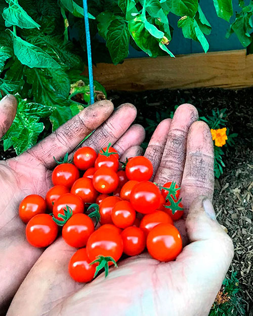 Tomatoes wholesale Tamworth