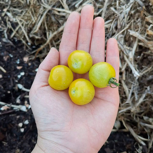 Tomatoes wholesale Catalina-Foothills