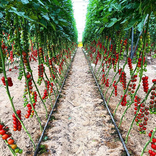 Tomatoes wholesale Forbes