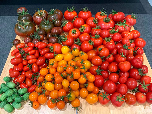 Tomatoes wholesale Cessnock