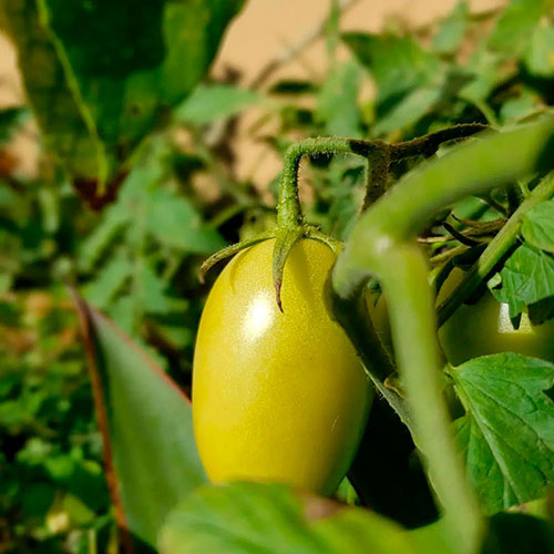 Tomatoes wholesale Goodyear