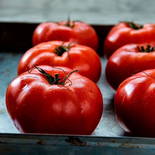 Tomatoes wholesale Fremont-N