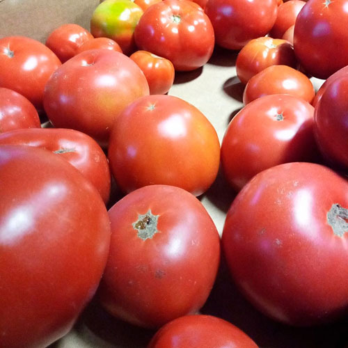 Tomatoes wholesale Goulburn