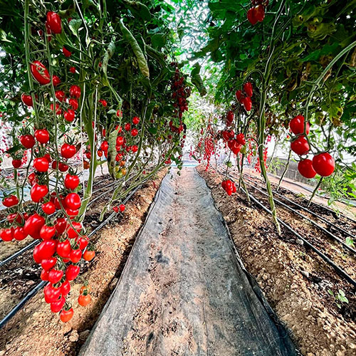 Tomatoes wholesale Kearney