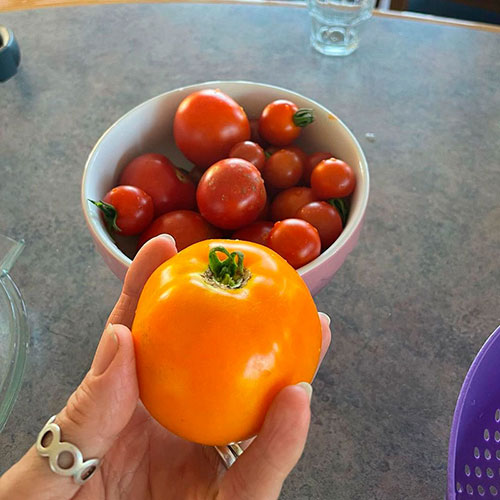 Tomatoes wholesale Mackay