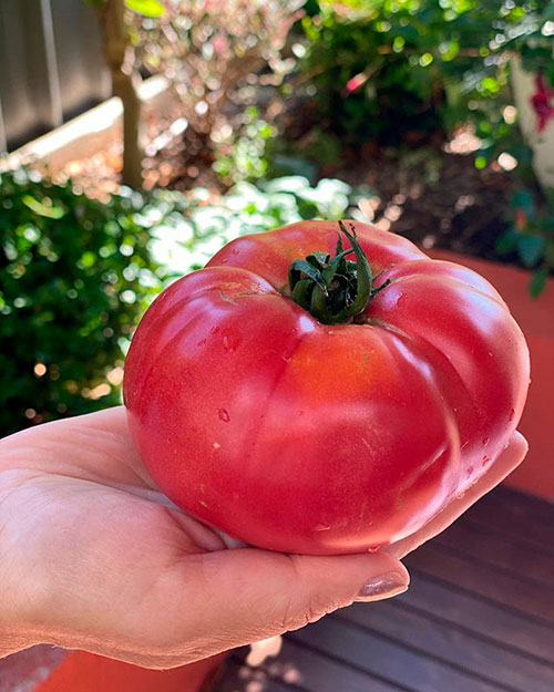 Tomatoes wholesale Muswellbrook