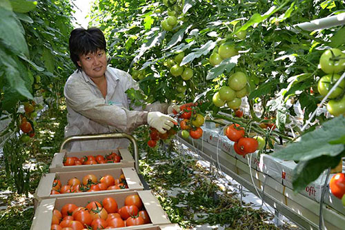 Tomatoes wholesale Maroochydore