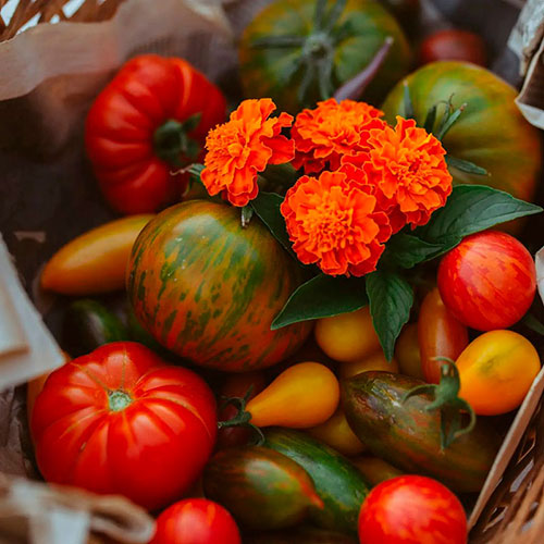 Tomatoes wholesale Brisbane