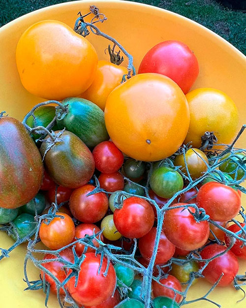 Tomatoes wholesale Gilbert