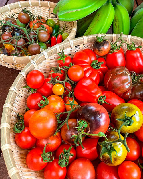 Tomatoes wholesale Gilbert