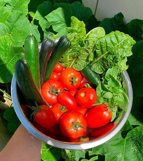 Tomatoes wholesale Buckeye