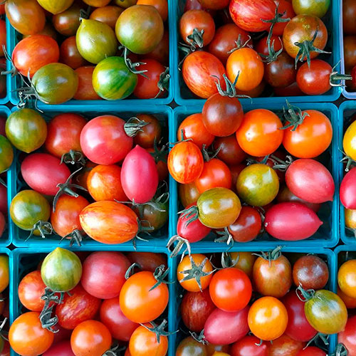 Tomatoes wholesale Kawana