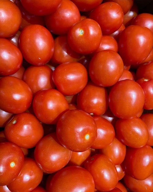 Tomatoes wholesale Kempsey