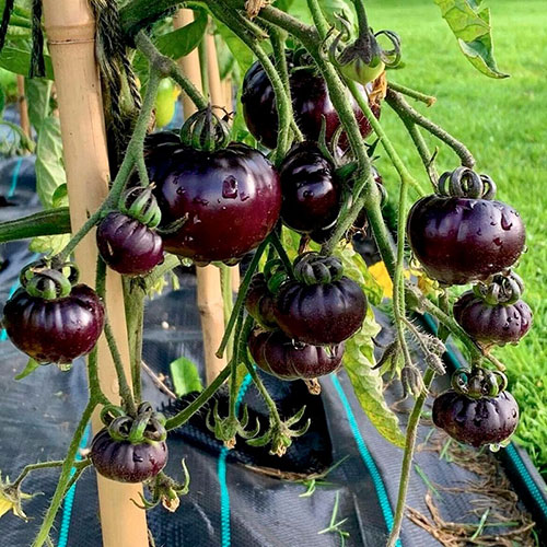 Tomatoes wholesale Toowoomba