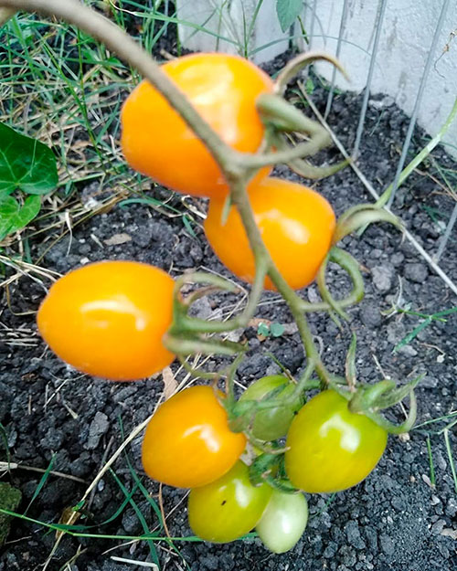 Tomatoes wholesale Sydney