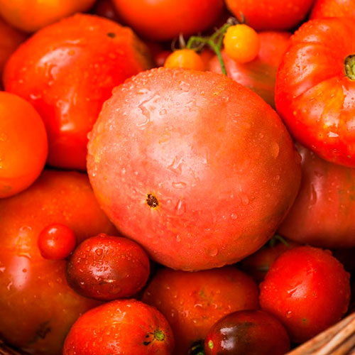 Tomatoes wholesale Central-Coast