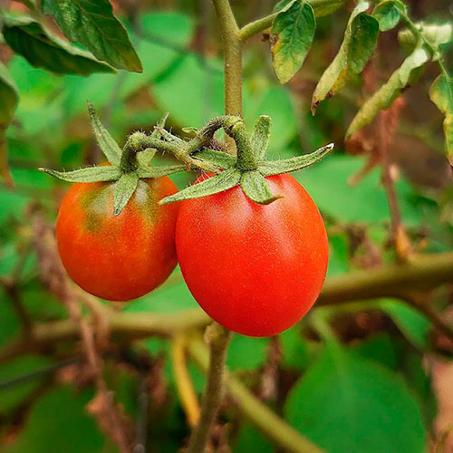 Tomatoes wholesale Kiama