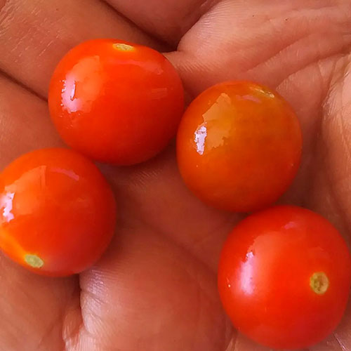 Tomatoes wholesale Rockhampton