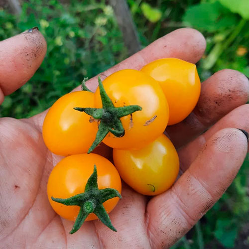 Tomatoes wholesale Alliance