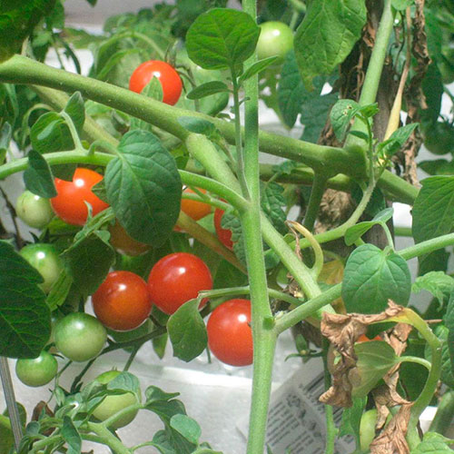 Tomatoes wholesale Sawtell