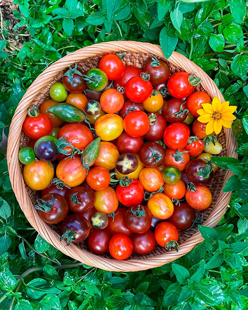 Tomatoes wholesale Warwick-Q