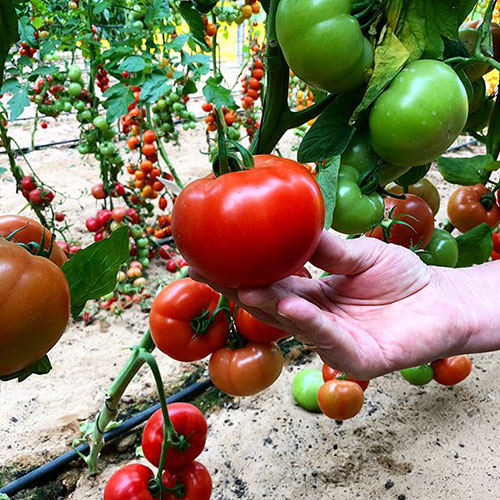 Tomatoes wholesale Sydney