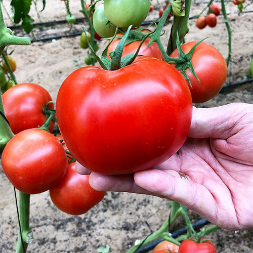 Tomatoes wholesale Gladstone