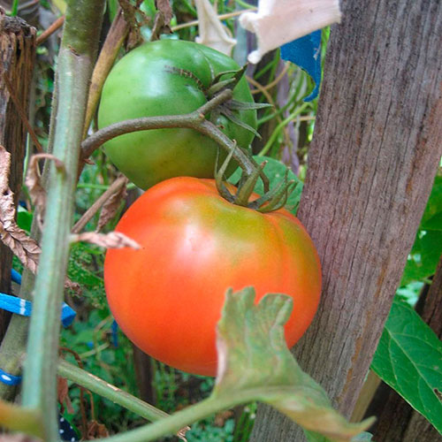 Tomatoes wholesale Armidale