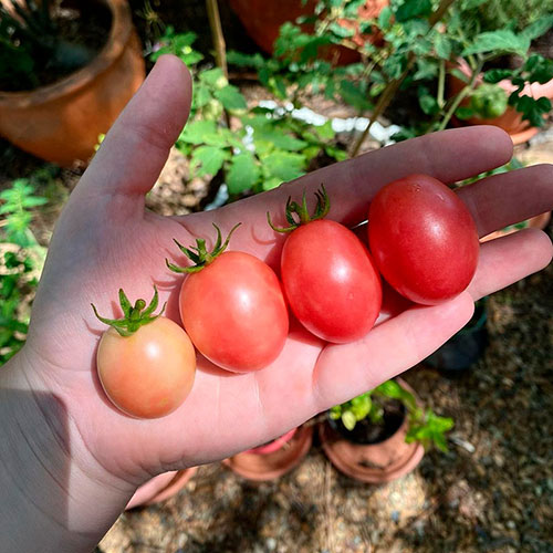 Tomatoes wholesale Bowral