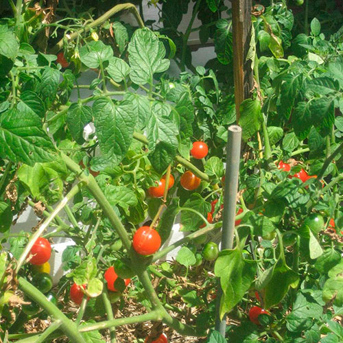 Tomatoes wholesale Goulburn