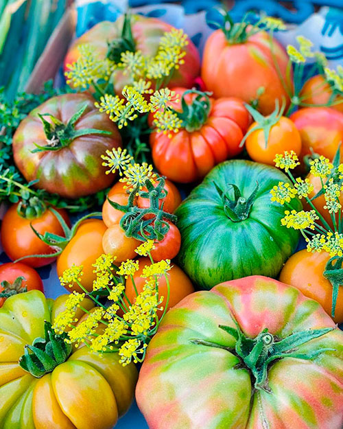 Tomatoes wholesale Nerang