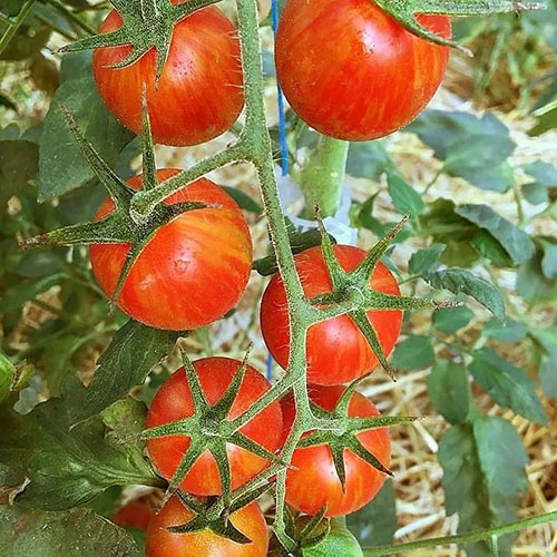 Tomatoes wholesale Alliance