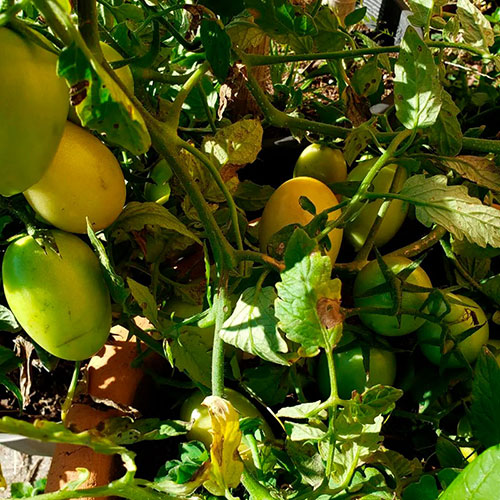 Tomatoes wholesale Portland-V