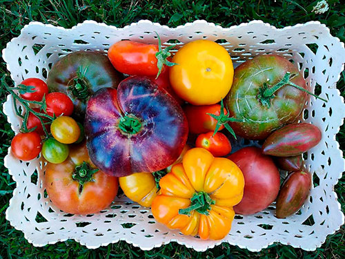 Tomatoes wholesale Parkes