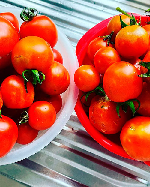 Tomatoes wholesale Maroochydore