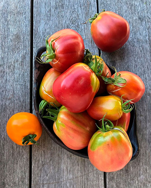 Tomatoes wholesale Pueblo-West