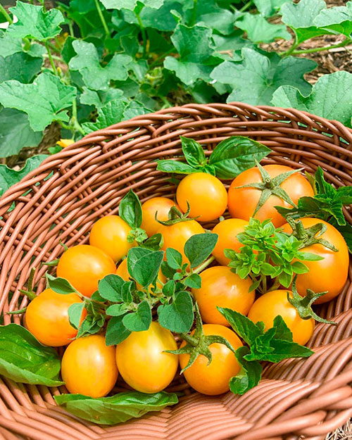 Tomatoes wholesale Bowling-Green