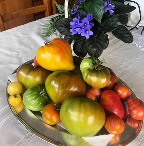 Tomatoes wholesale Edina